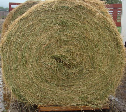 Picture of Freshly Cut, Round Bales of Hay