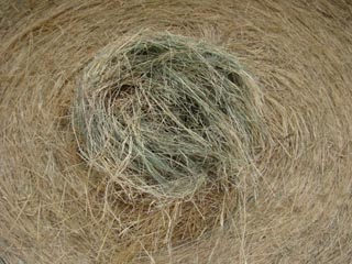 Picture 4 of coastal hay