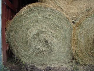 Picture 1 of coastal hay