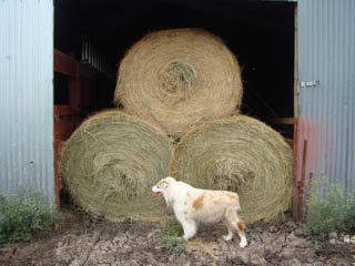 Picture 2 of coastal hay
