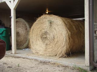 Picture 3 of coastal hay